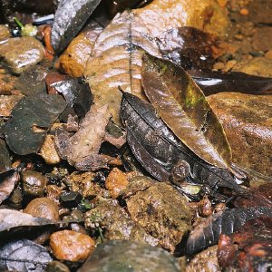 /Albums/10/43581 R1 08 9 009