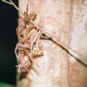 /Albums/10/449951 R1 34 2a 035