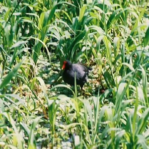 /Albums/11/107574 R1 11 12