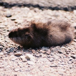 /Albums/11/107840 R1 05 5a