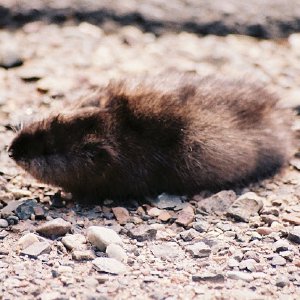 /Albums/11/107840 R1 06 6a