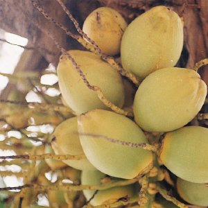 /Albums/11/107840 R1 35 35a