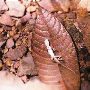 /Albums/11/43579 R1 25 7a