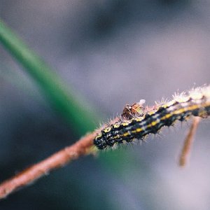 /Albums/12/107572 R1 05 32