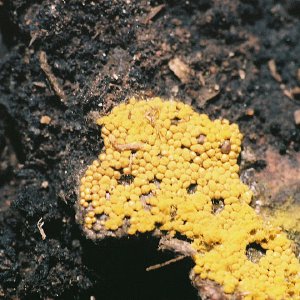 /Albums/12/107572 R1 20 16