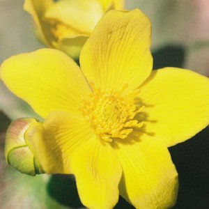 /Albums/12/107572 R1 24 12