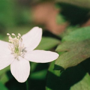 /Albums/12/107572 R1 25 11