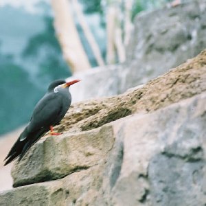 /Albums/12/107575 R1 09 1a