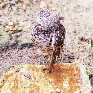 /Albums/13/107573 R1 15 8a