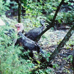 /Albums/13/107573 R1 20 3a