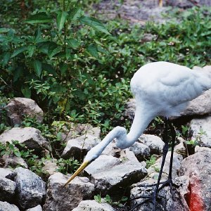 /Albums/13/107573 R1 22 1a