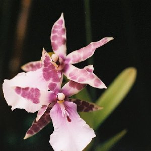 /Albums/13/107576 R1 07 7a