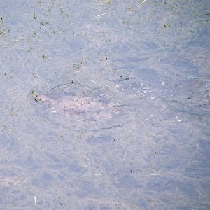 /Albums/13/107576 R1 34 34a