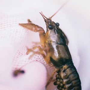 /Albums/14/449952 R1 18 7