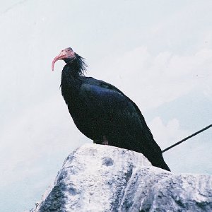 /Albums/14/993098 R1 04 33a