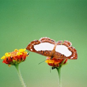 /Albums/14/993433 R2 29 29a