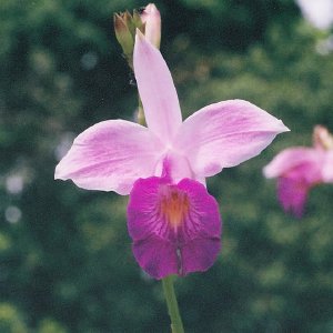 /Albums/14/993433 R3 03 3a