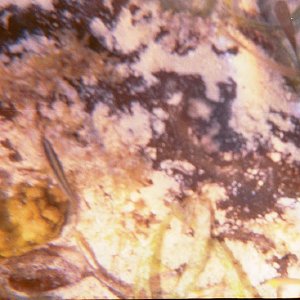 /Albums/15/Pr000010638106