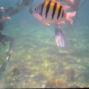 /Albums/15/Pr000010638107