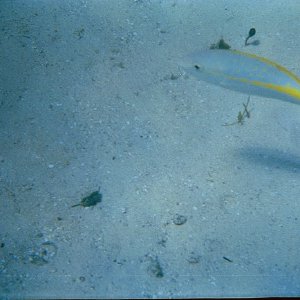 /Albums/15/Pr000010638114