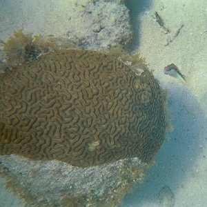 /Albums/15/Pr000010638117