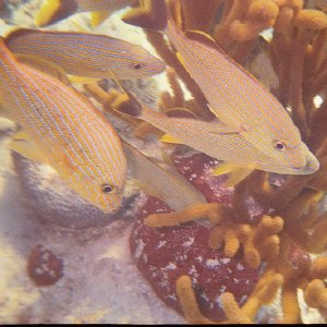 /Albums/15/Pr00001063842