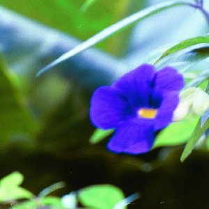 /Albums/16/Pr000010639106