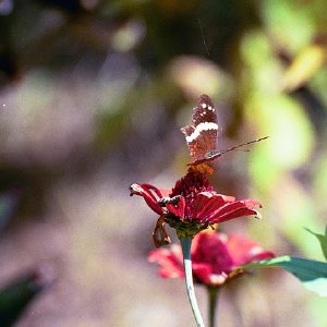 /Albums/16/Pr000010639118