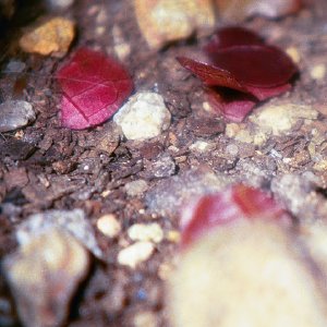 /Albums/16/Pr000010639120