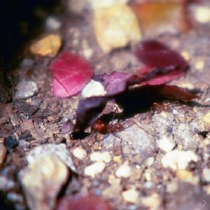 /Albums/16/Pr000010639121