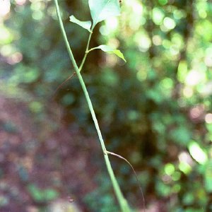 /Albums/16/Pr000010639124