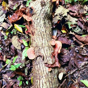 /Albums/16/Pr000010639125