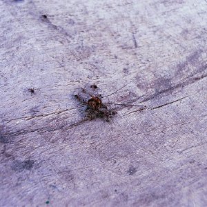 /Albums/16/Pr000010639130