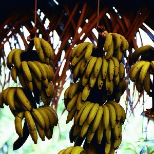 /Albums/16/Pr000010639137