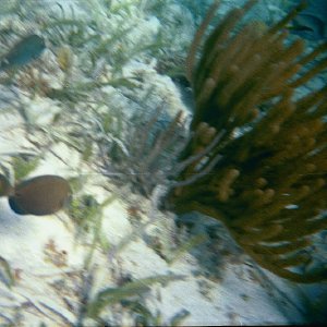 /Albums/16/Pr00001063932