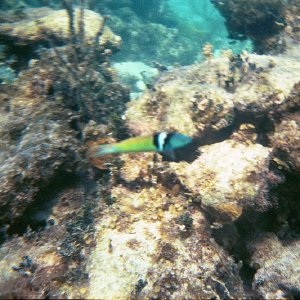 /Albums/16/Pr00001063933