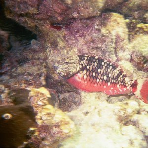 /Albums/16/Pr00001063937