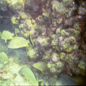 /Albums/17/Pr00001063946