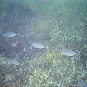 /Albums/17/Pr00001063957