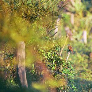 /Albums/18/Pr03921052239