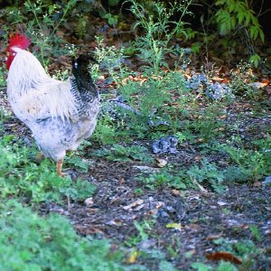 /Albums/18/Pr03921052244