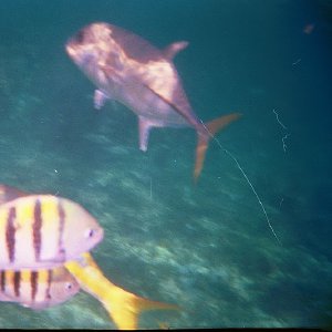 /Albums/19/Pr00001063859