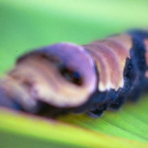 /Albums/19/Pr00001063877