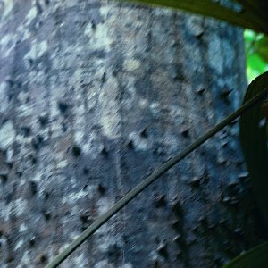 /Albums/19/Pr00001063895