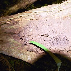 /Albums/19/Pr03921052283