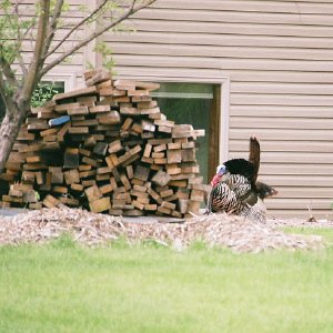 /Albums/2/107842 R1 10 20a