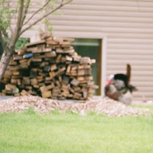 /Albums/2/107842 R1 12 18a