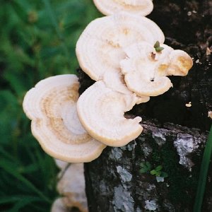 /Albums/8/107600 R1 26 27