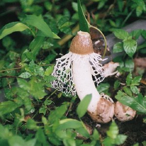 /Albums/8/107600 R1 28 29