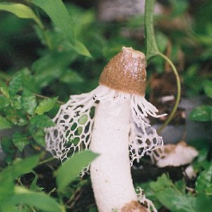 /Albums/8/107600 R1 29 30